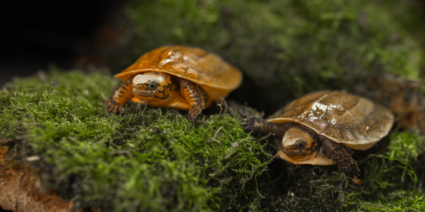 Bourret's box turtle hatchlings