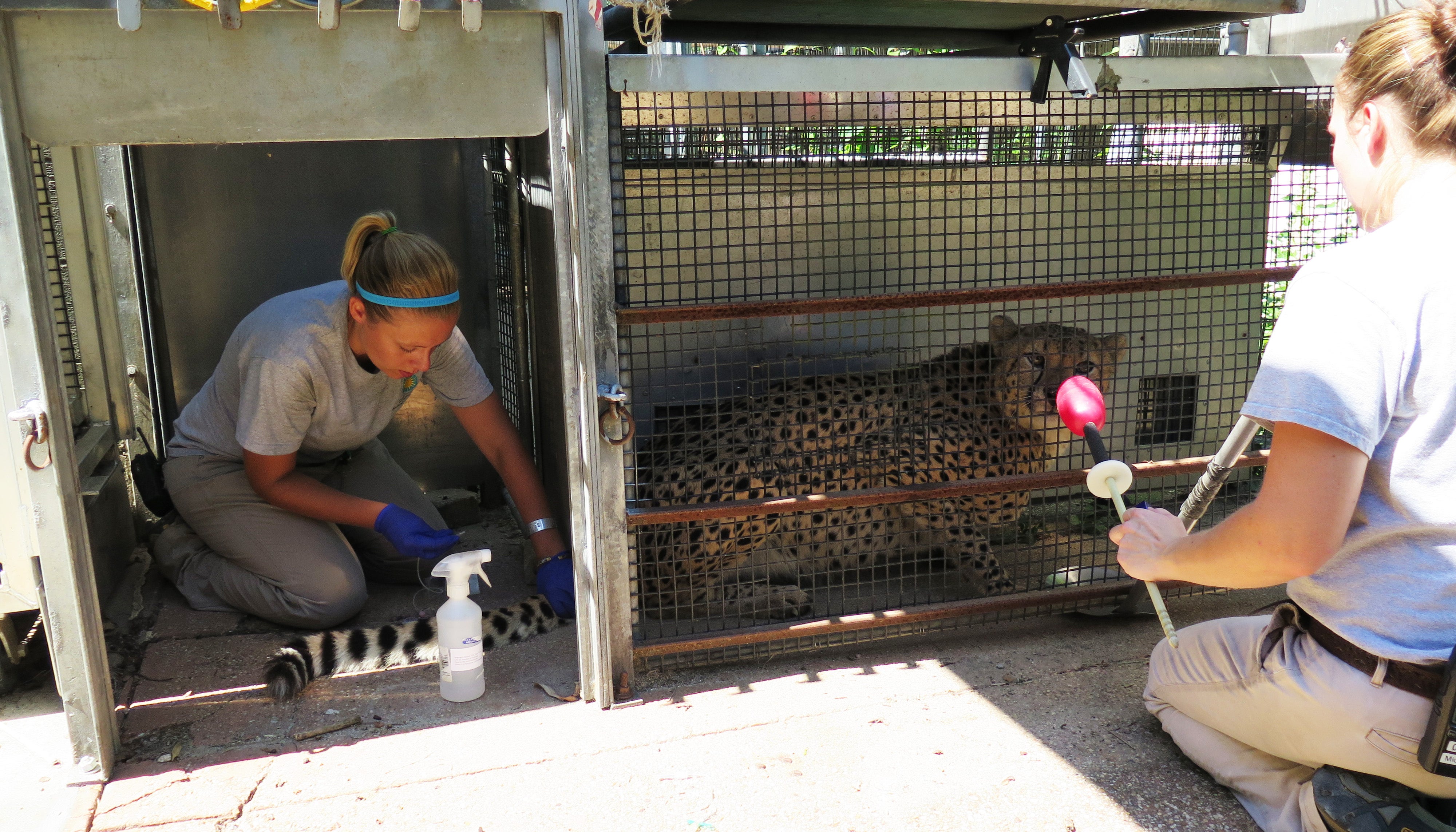 Training a cheetah to voluntarily participate in a blood draw.