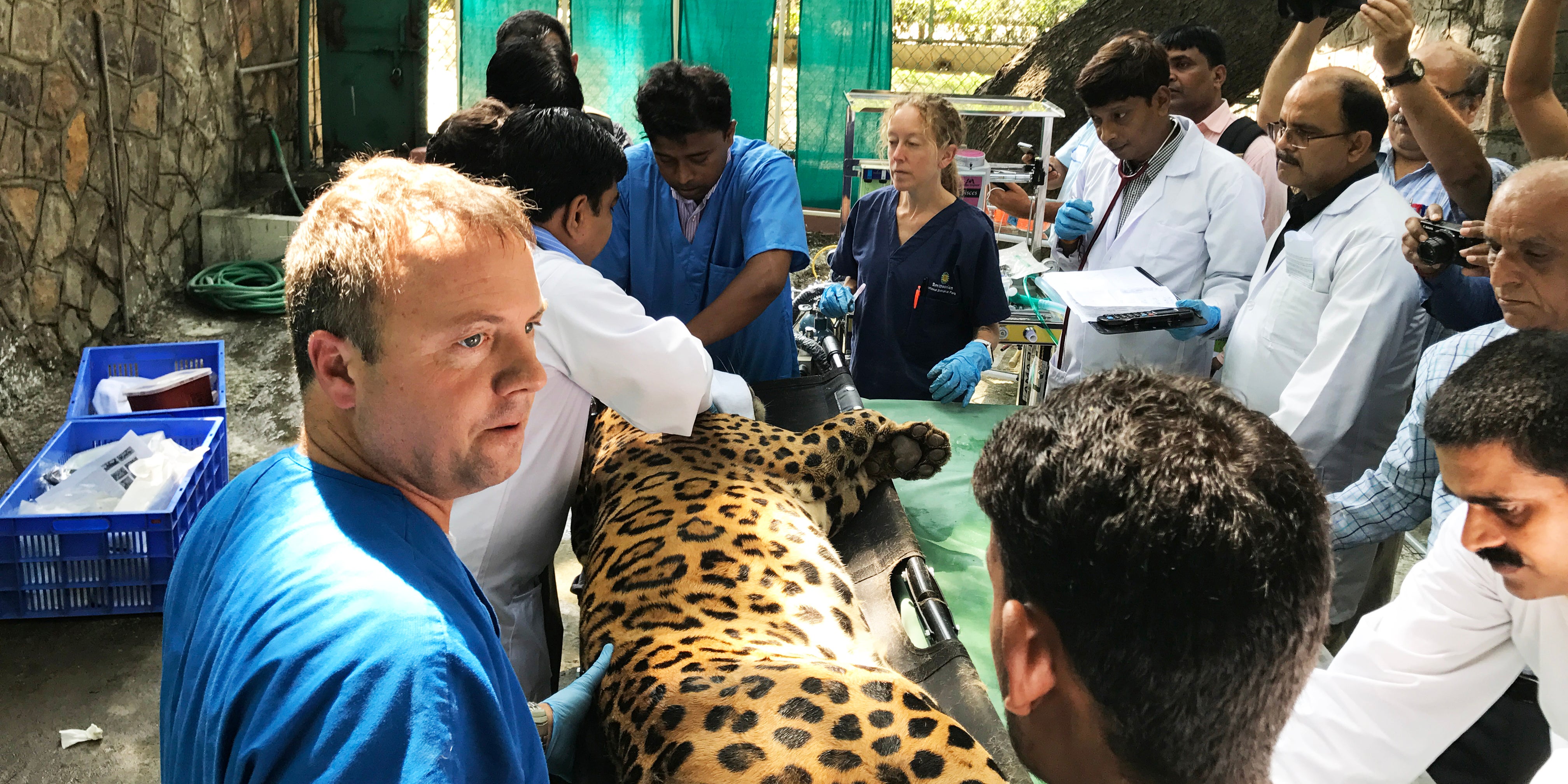 A group of scientists in India examining a large cat