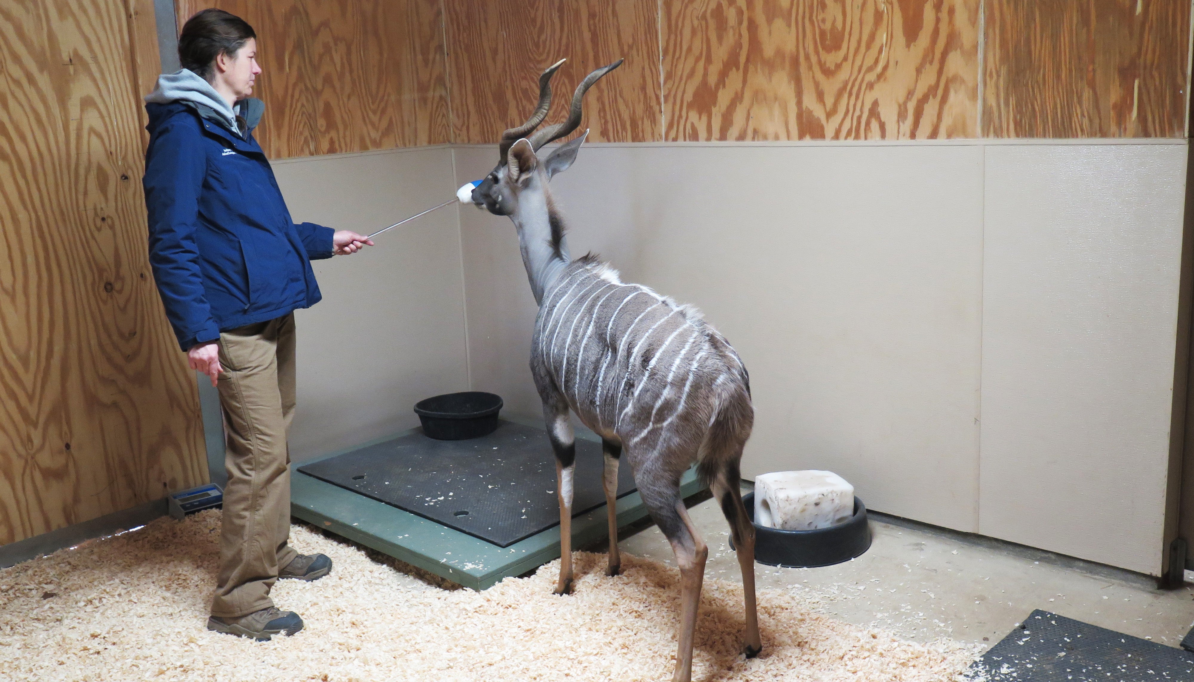 Weighing a lesser kudu.