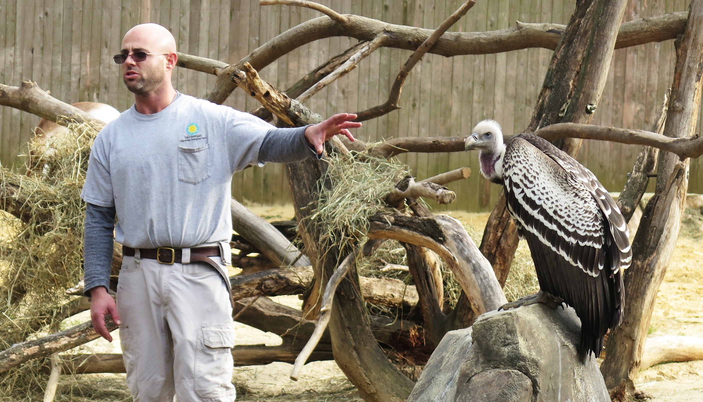 Keepers chat with Zoo visitors about the Ruppell's griffon vultures, Tuck and Natalie.