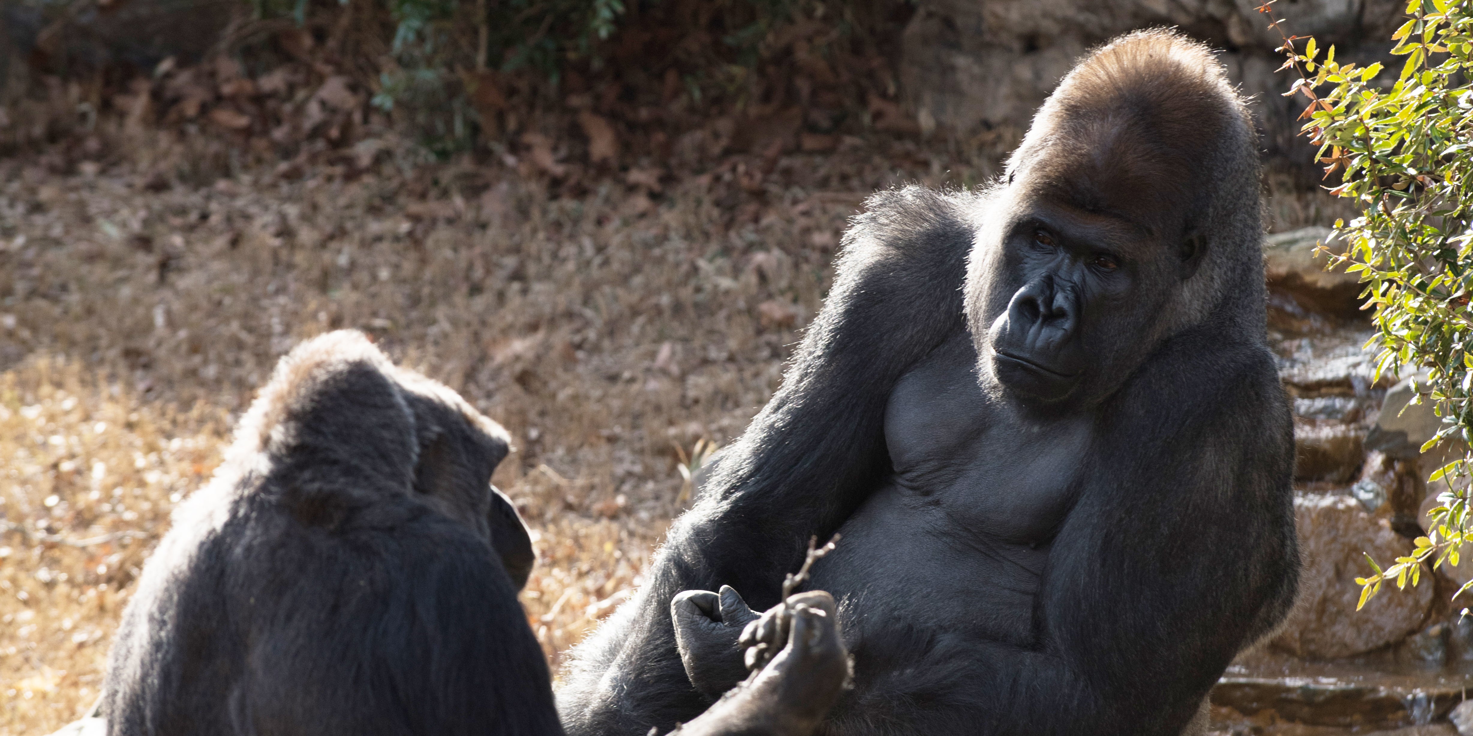 Calaya (L) and Baraka (R) relax in the Great Ape House yard. 