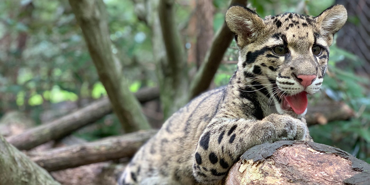 A clouded leopard cub with large paws, rounded ears, a pink nose and tongue, wiry whiskers, and thick, spotted fur rests on a tree branch