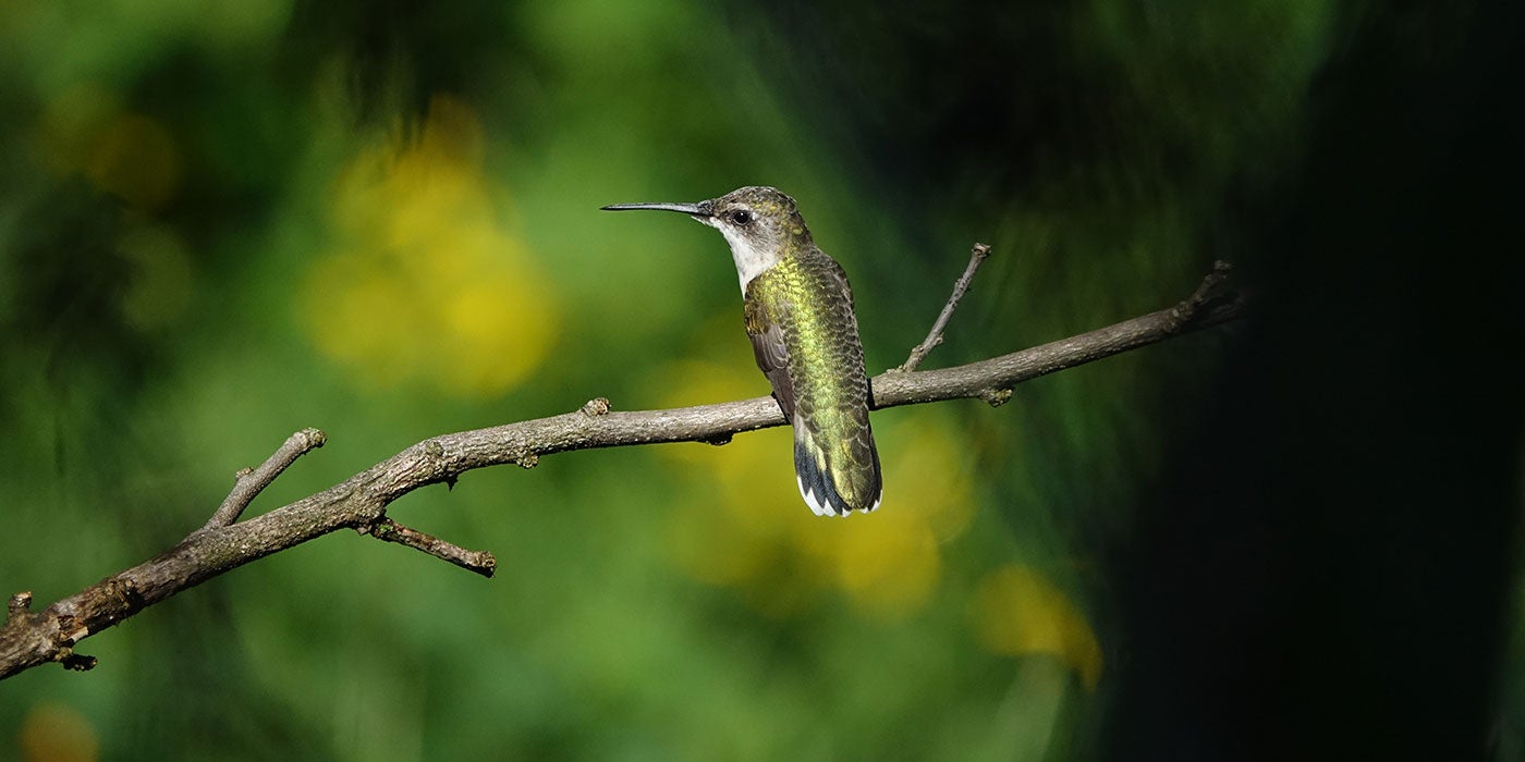 Hummingbird Nectar Recipe Smithsonian Migratory Bird Center,Vegetarian Indo Chinese Food