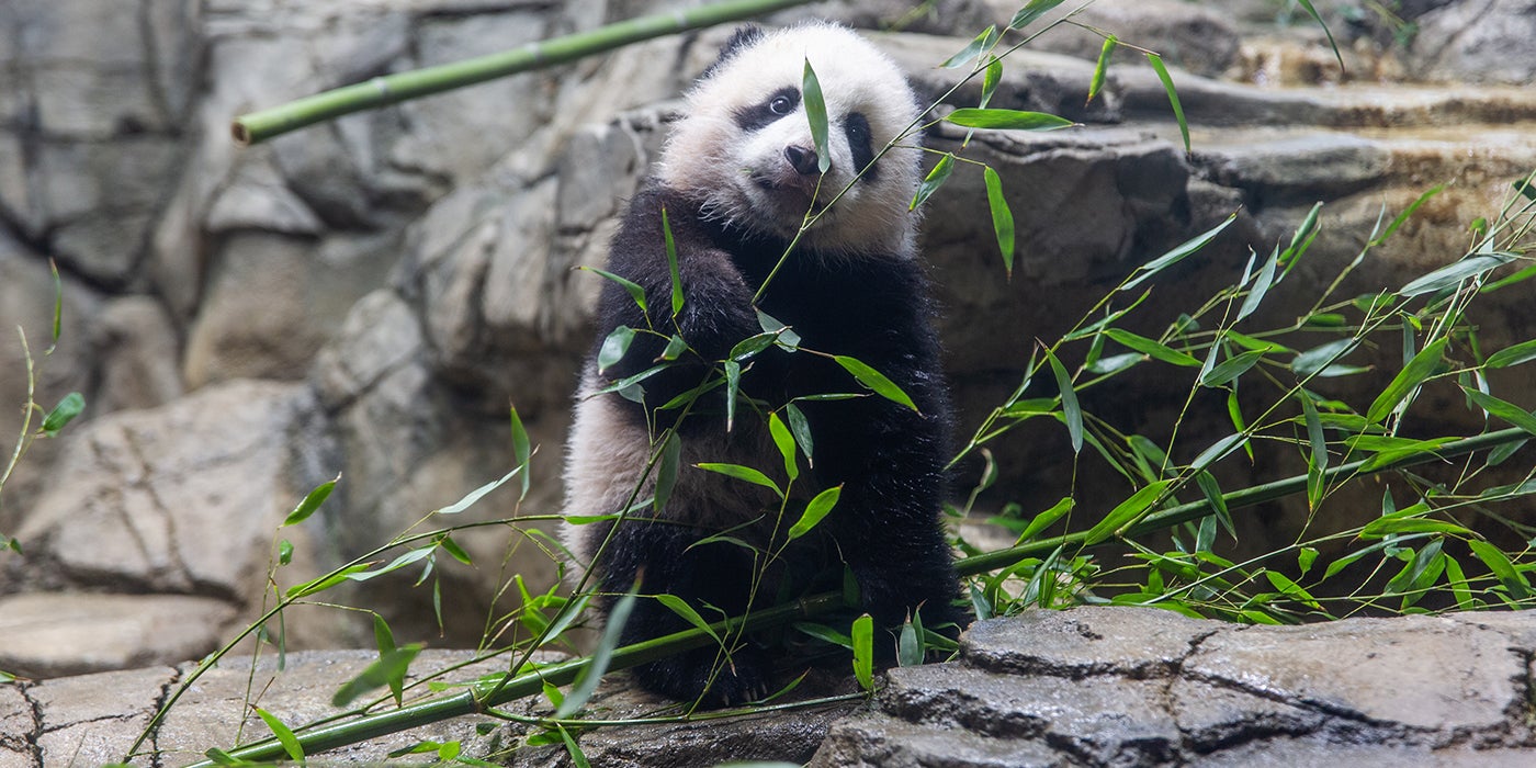 Giant panda cub Xiao Qi Ji stands on rockwork in his habitat and tastes bamboo leaves.