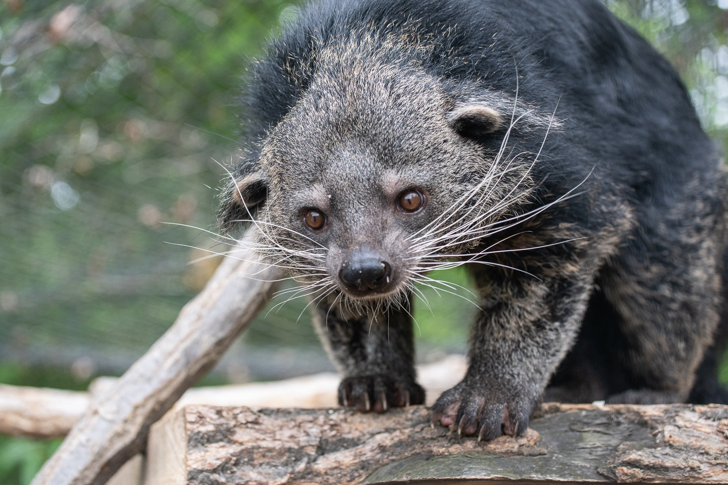 CMZoo Pallas' Cats Soon Entering Breeding Season - CMZoo