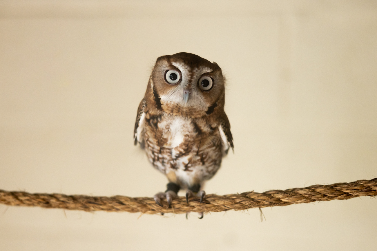 eastern-screech-owl-smithsonian-s-national-zoo