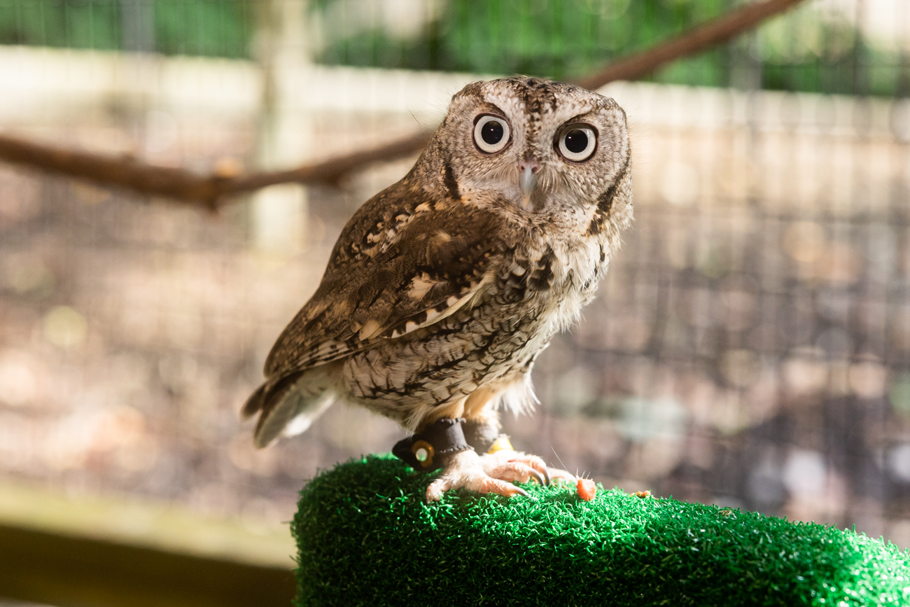 What Does A Eastern Screech Owl Sound Like At Night