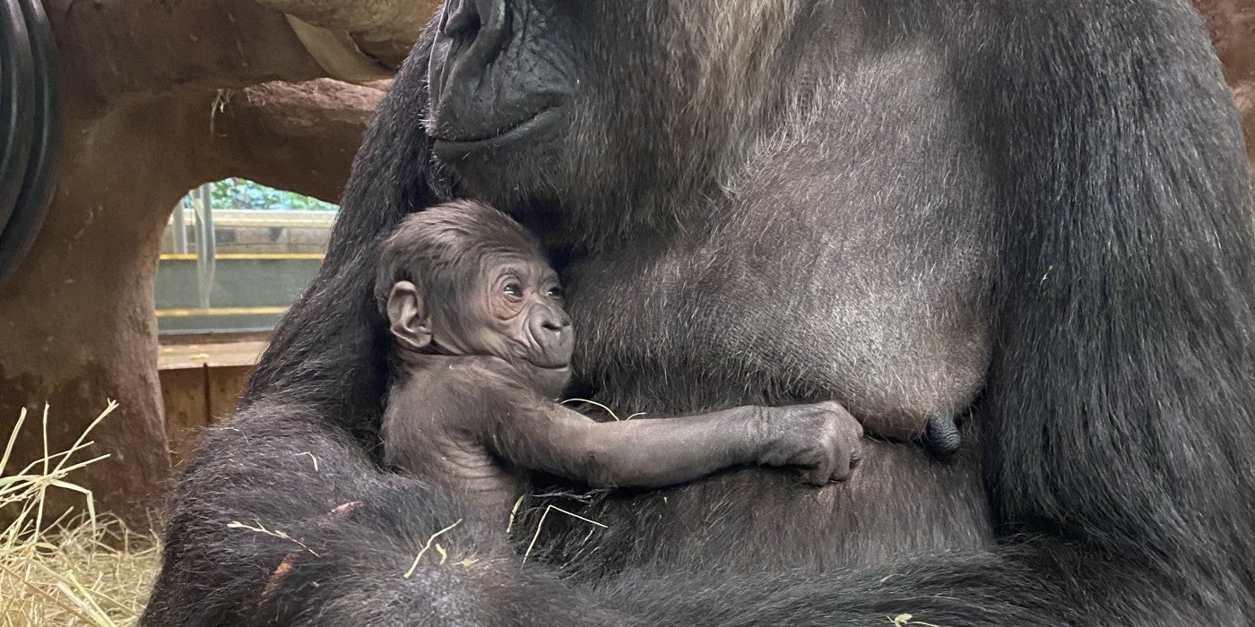 Newborn Western lowland gorilla being cradled in its mother's arms. 
