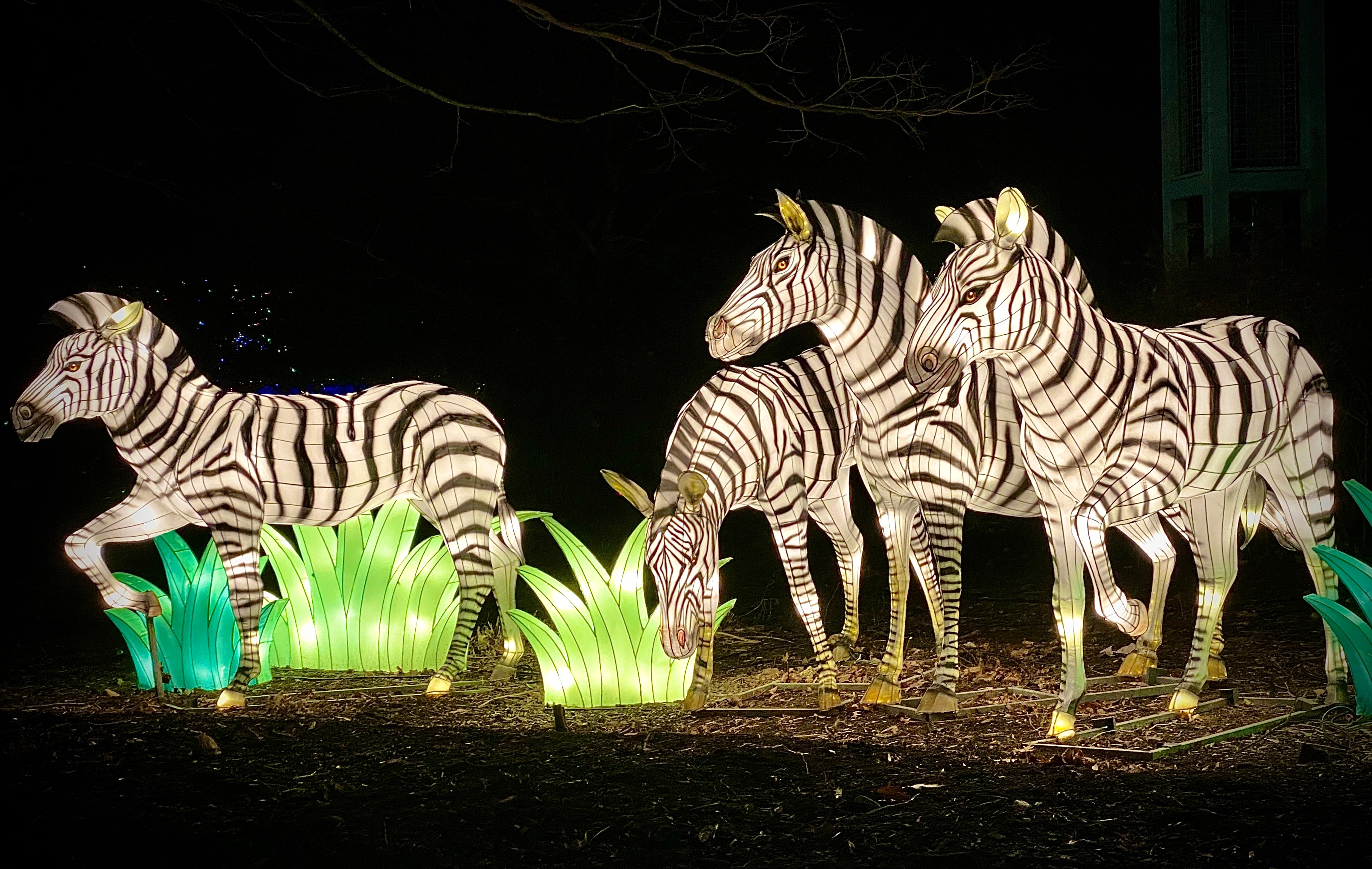 A picture of three glowing lanterns that are shaped to look like zebras