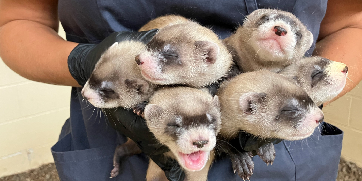 Closeup of six one-month-old black-footed ferret kits being held by a staffer at Smithsonian's Conservation Biology Institute. Their eyes are closed and one of the kits has its mouth open.