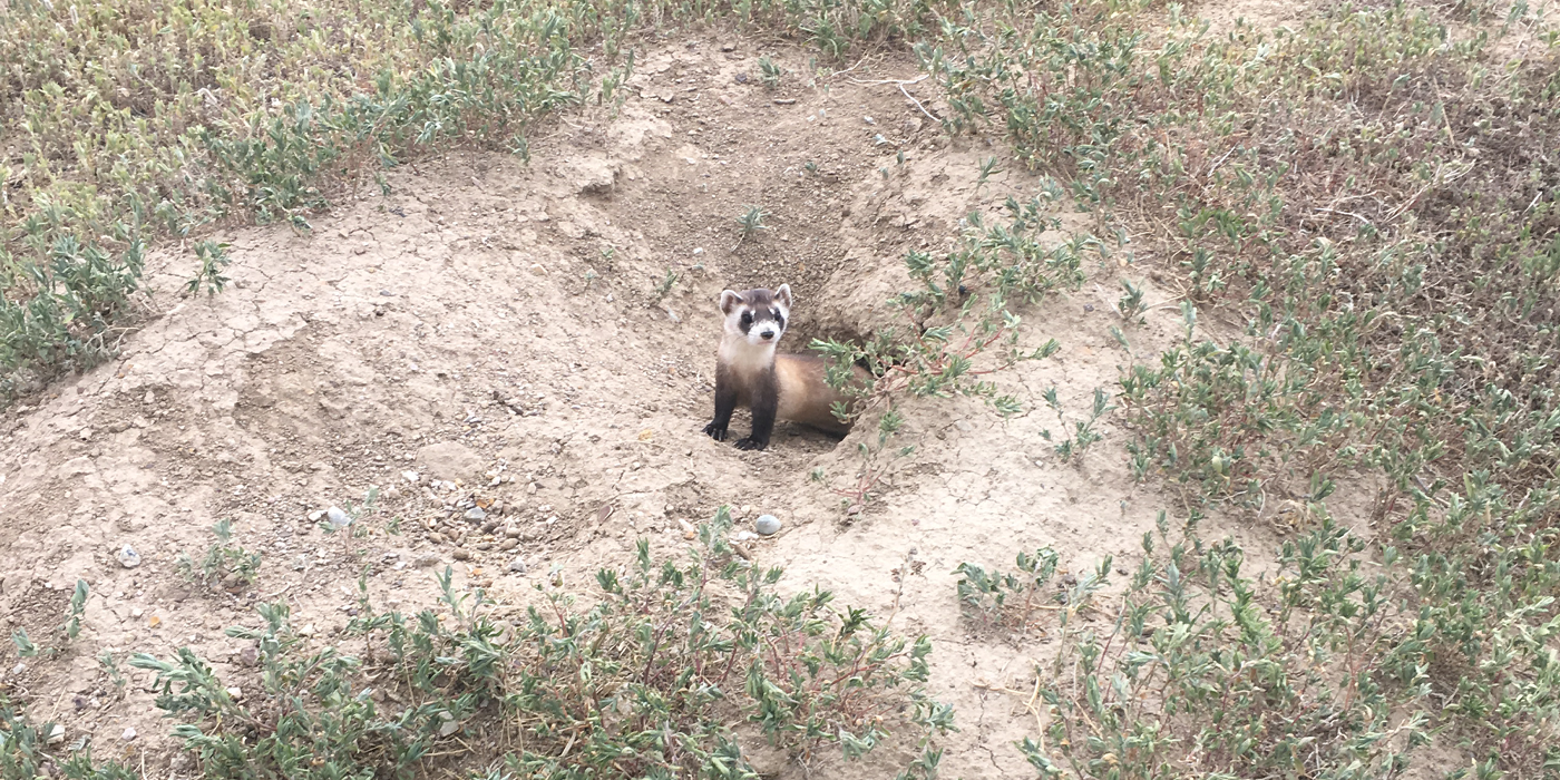A ferret pokes half its body out of a burrow, with grass and sandy soil surrounding the hole.
