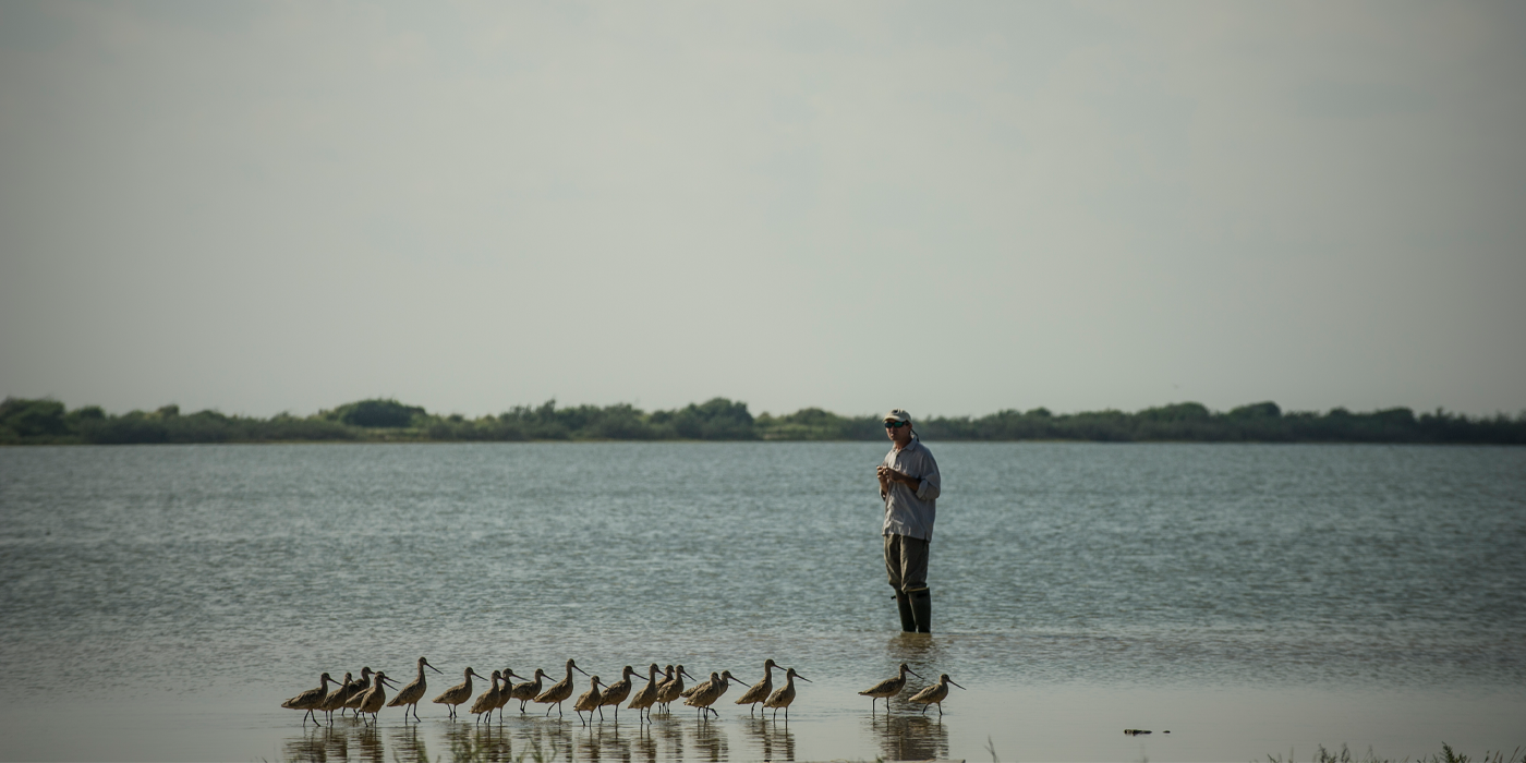 CBBEP staff with marbled godwits. Credit: Tim Romano, Smithsonian.