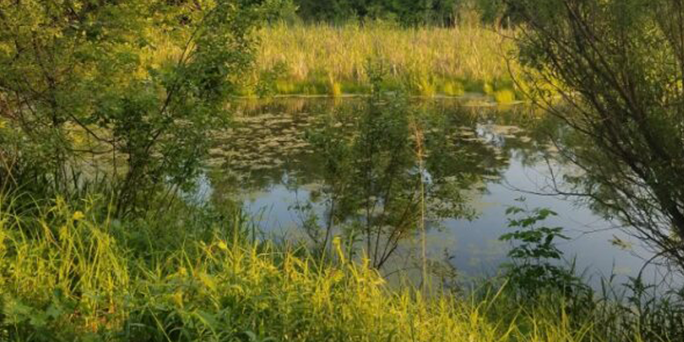 Minnesota wetland. Credit: Candace Stenzel, Smithsonian.