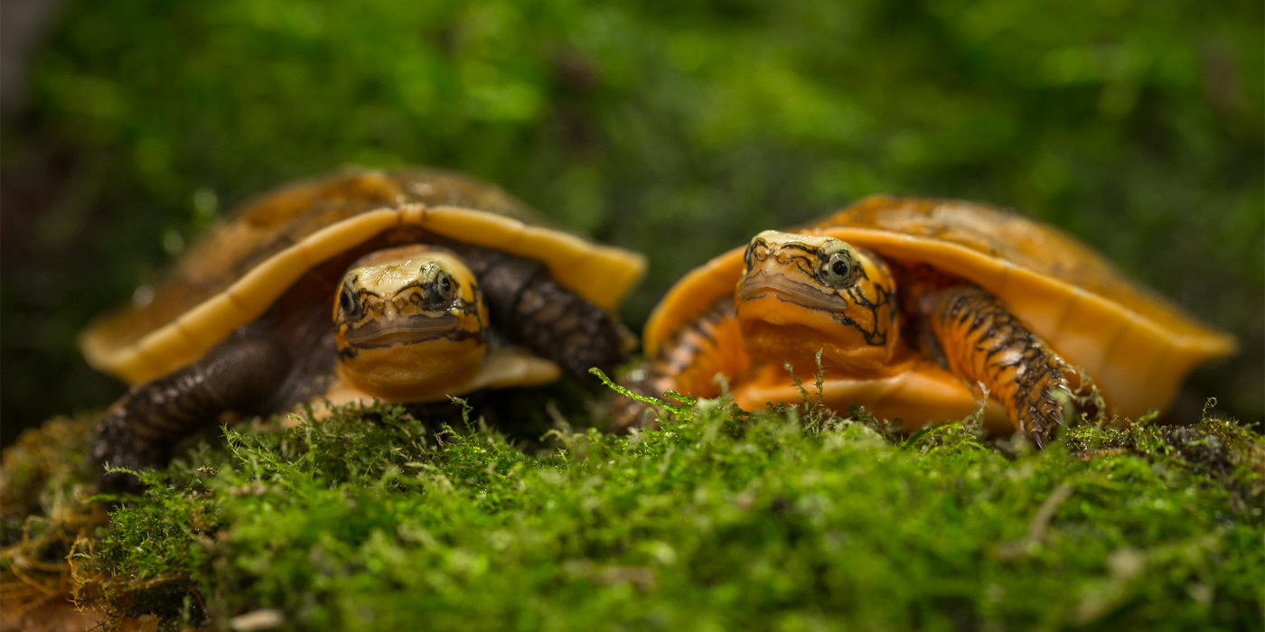 Critically endangered Bourret’s box turtles rest on a bed of green moss.
