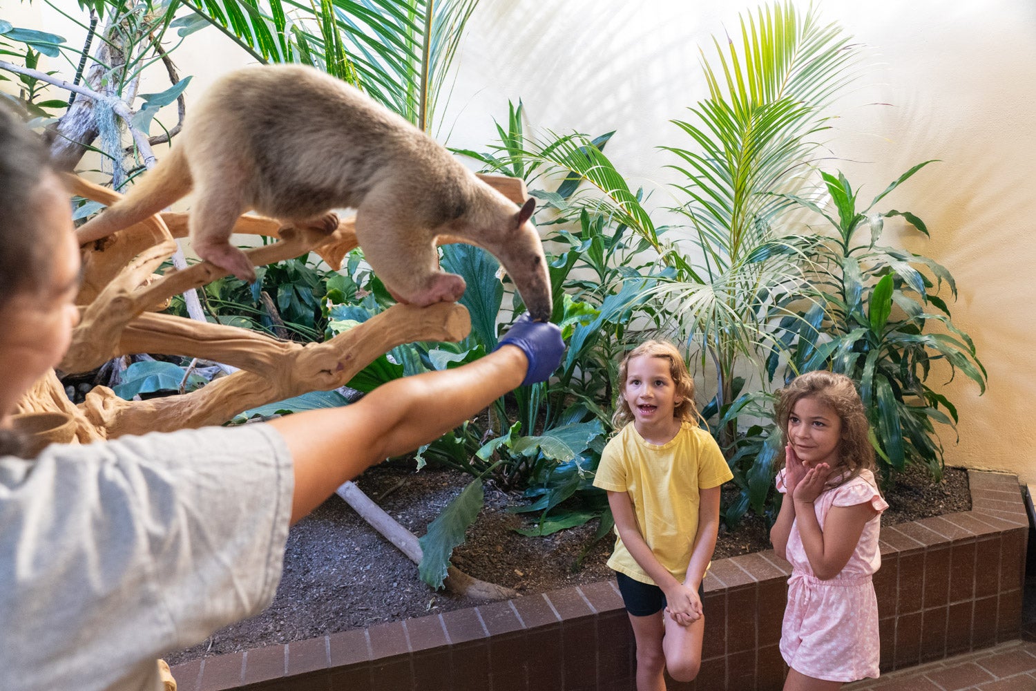 a zoo keeper feeds a tamandua in front of two young children