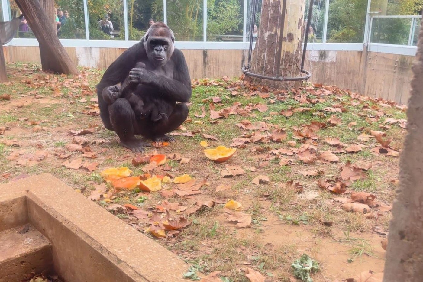 Western lowland gorilla Calaya and Zahra in the Great Ape House's outdoor habitat. Calaya is eating pieces of pumpkin.