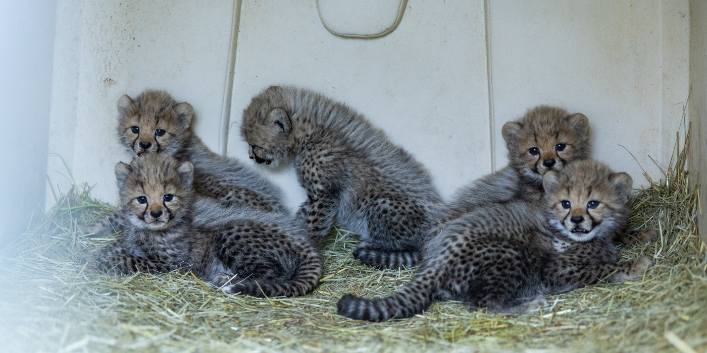 Echo's litter of five small cubs looks at the camera in their den.