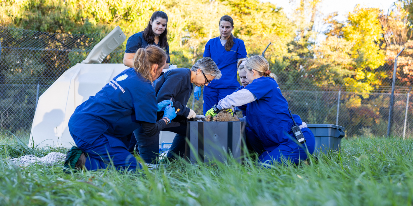 A team of veterinarians and animal care experts, each wearing blue scrubs, picks up one of the cheetah cubs.
