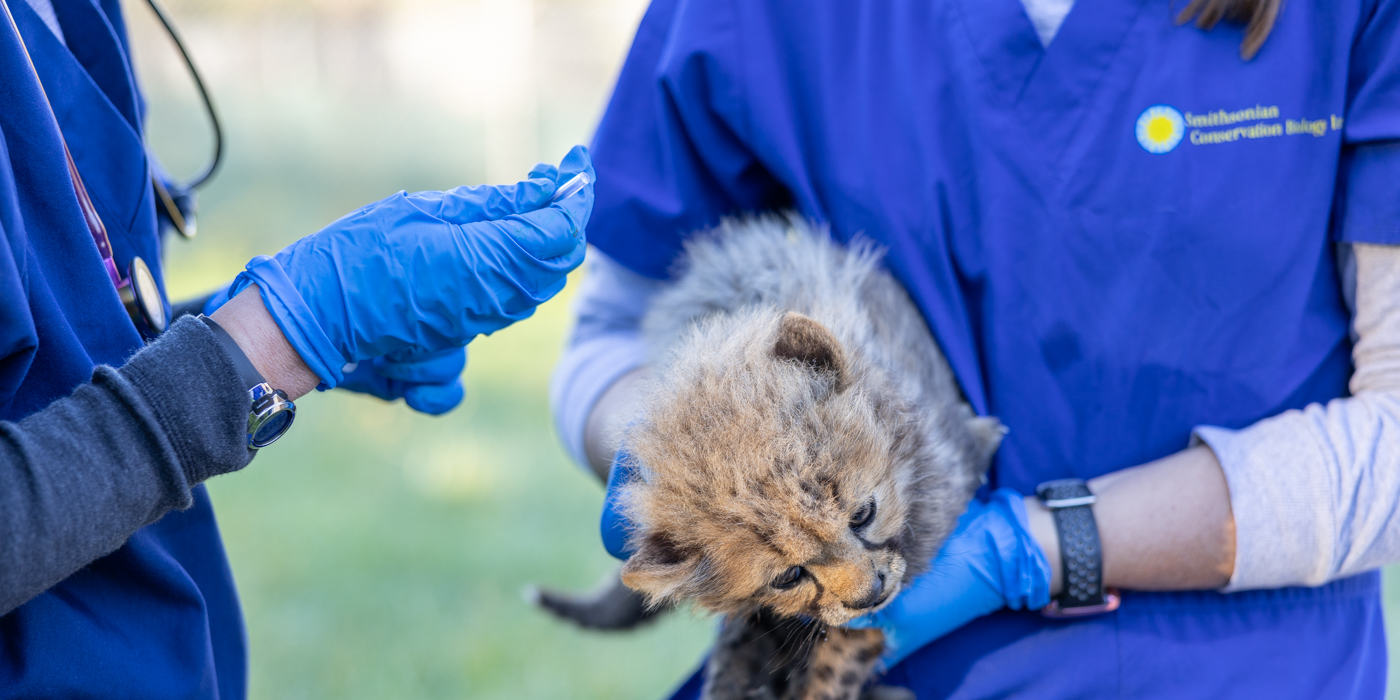 One of the cubs is held in the arms of a veterinary team member.