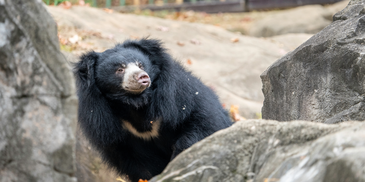 Sloth bear  Smithsonian's National Zoo and Conservation Biology Institute