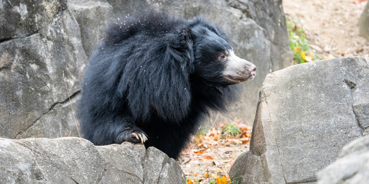 Vicki the sloth bear perches on a rock in her outdoor yard.