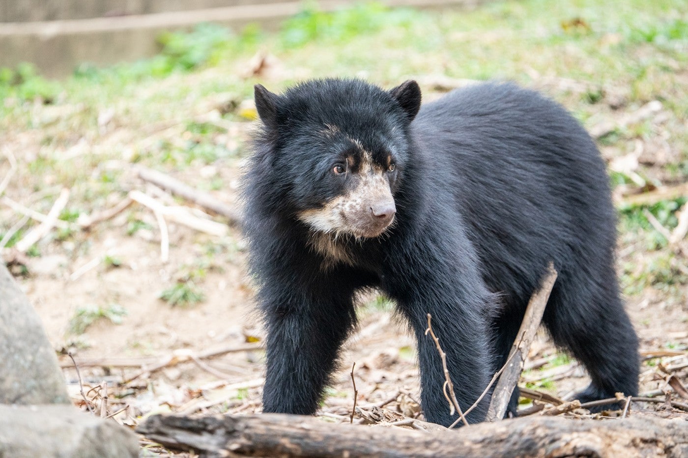 Andean bear cub Sean stands in the grass of his outdoor habitat.
