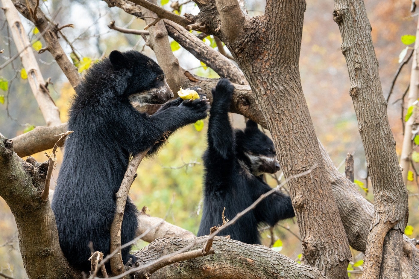 Andean bear cubs Ian (left) and Sean (right) climb a tree.