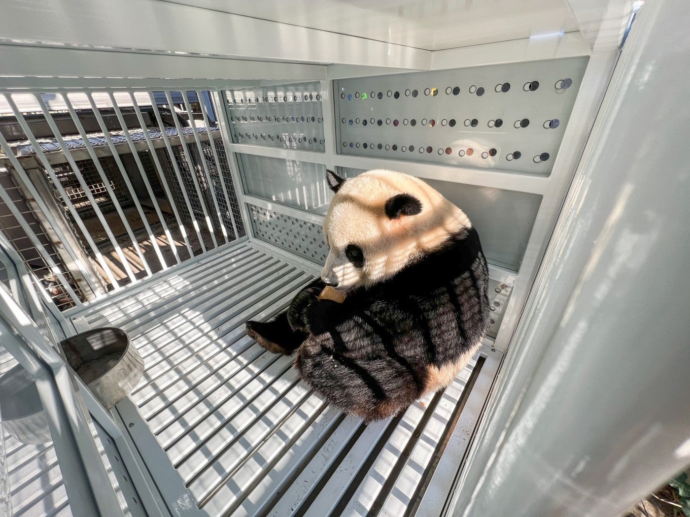 Black and white giant panda Xiao Qi Ji eating a frozen fruitsicle inside a white travel crate made of steel and plexiglass.