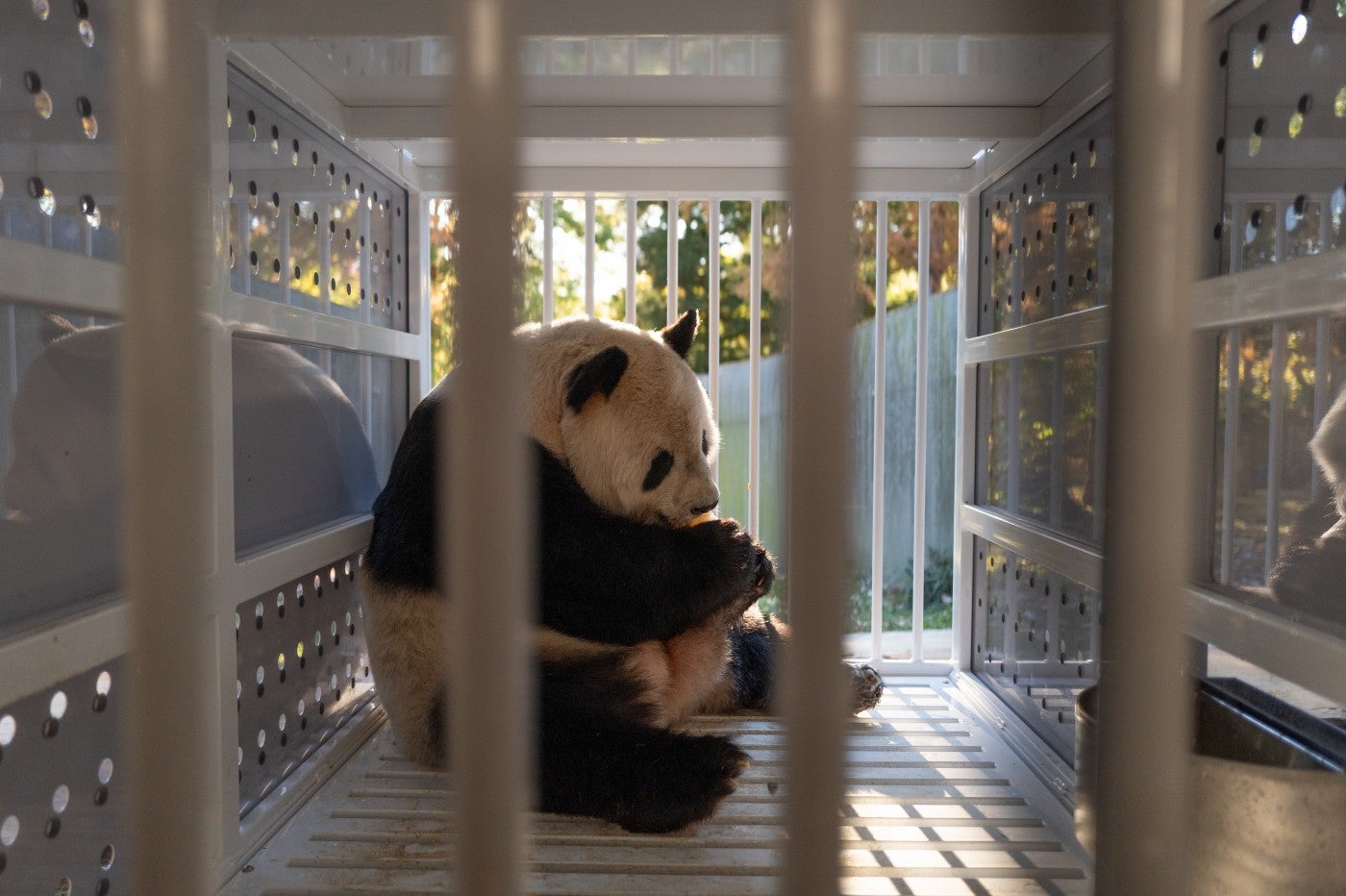 Black and white adult male giant panda Tian Tian eats a frozen fruitsicle inside a white travel crate made of steel and plexiglass.