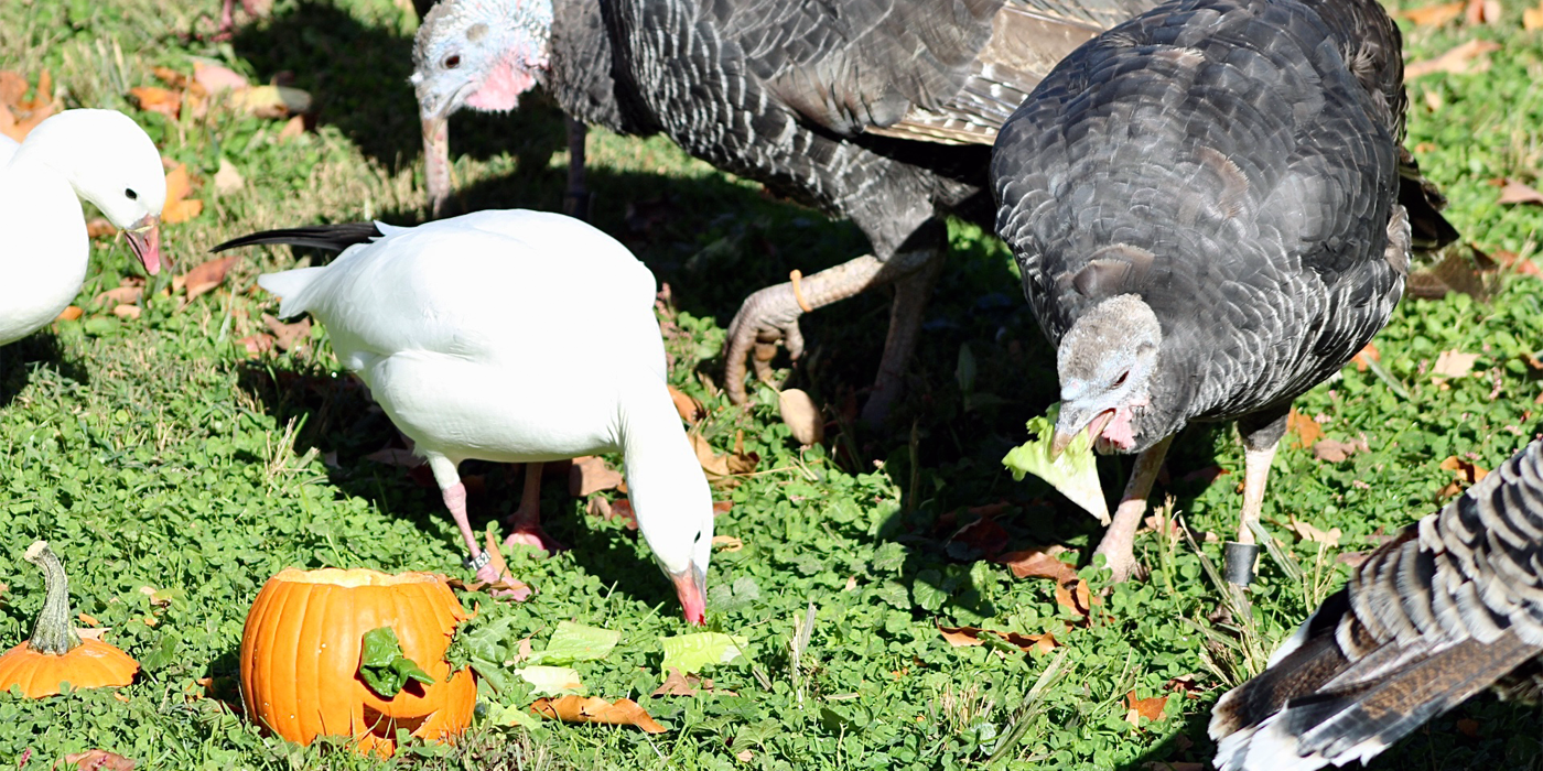 Turkeys and Ross's geese pull food out of a carved pumpkin.