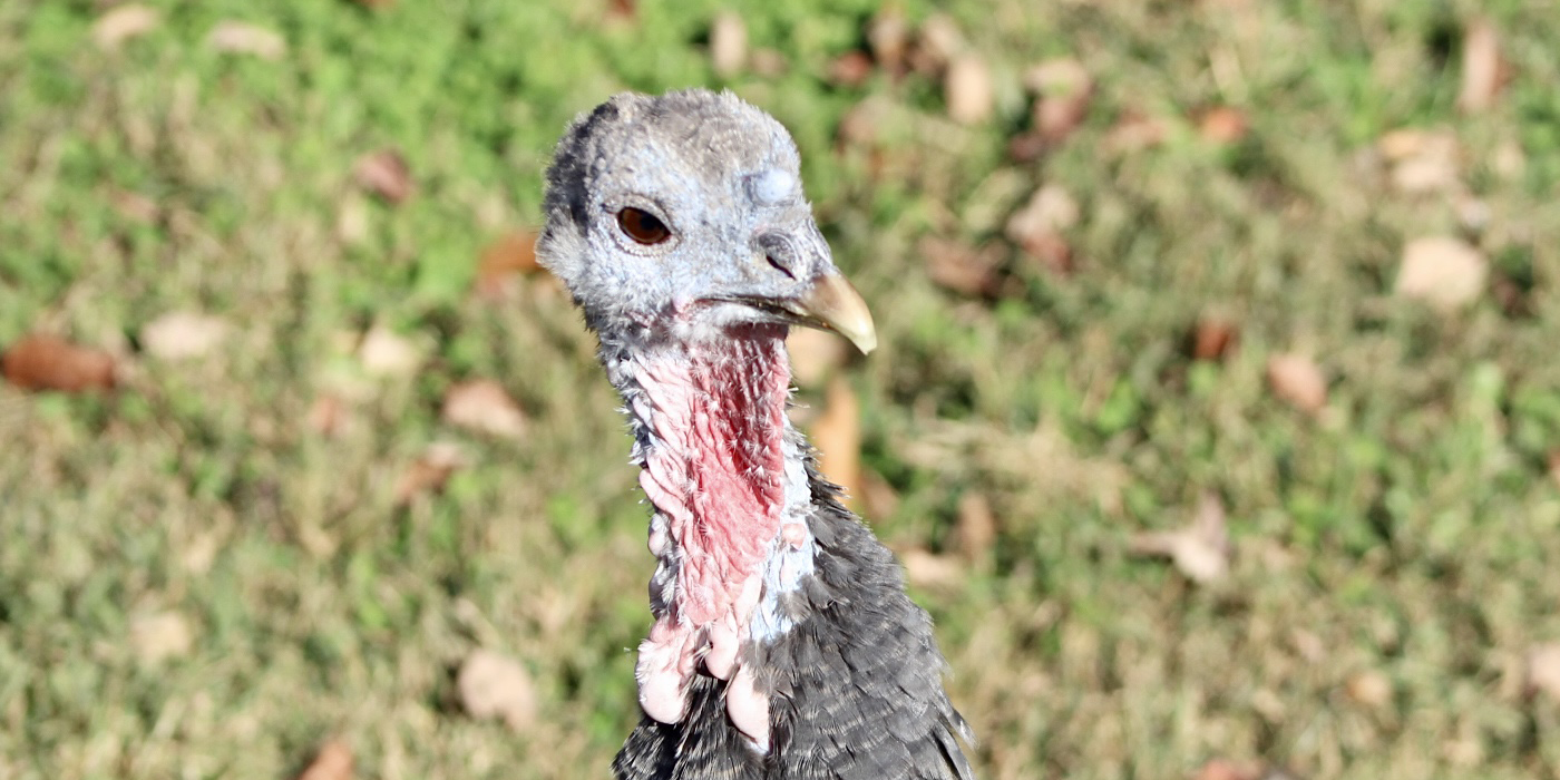 Closeup on the head of one of the Zoo's female turkeys.