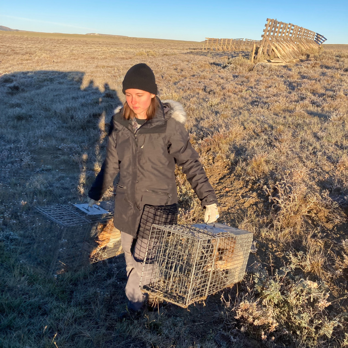 Kimberly carries two swift foxes trapped in Shirley Basin, Wyoming. They would later be reintroduced at Fort Belknap in Montana. 