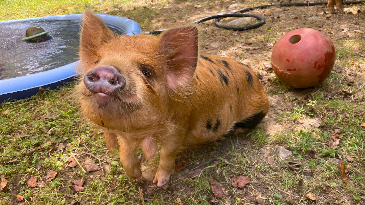 Photo of Norman, a young kunekune pig. Norman is mostly light brown, with black spots on his back and stomach.