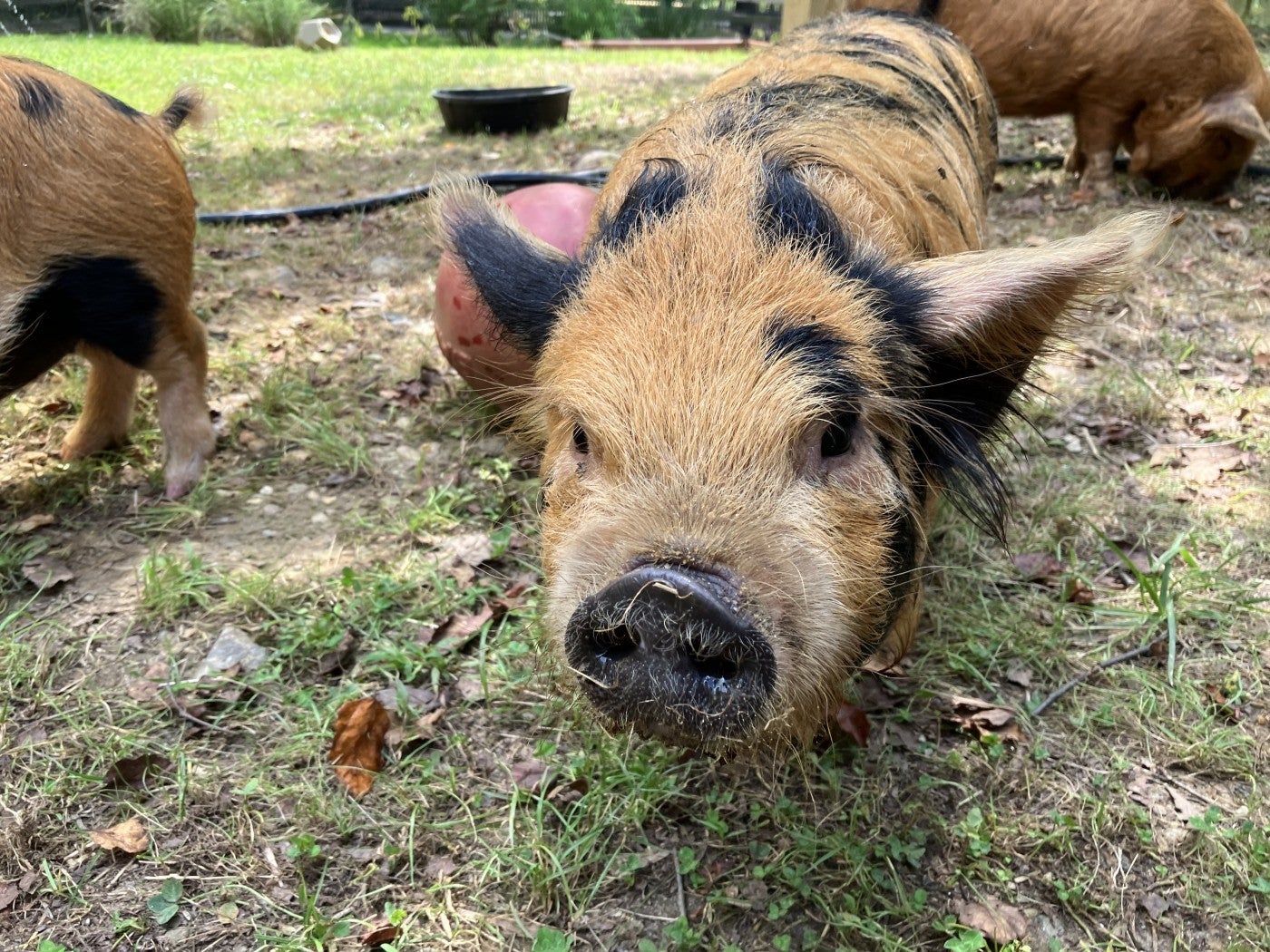 Photo of Winston, a young kunekune pig. Winston is a light brown color, with black markings on his ears, face, and back.
