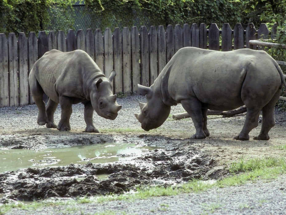 Two rhinos face each other in a zoo exhibit yard with tall wooden fencing in the background.