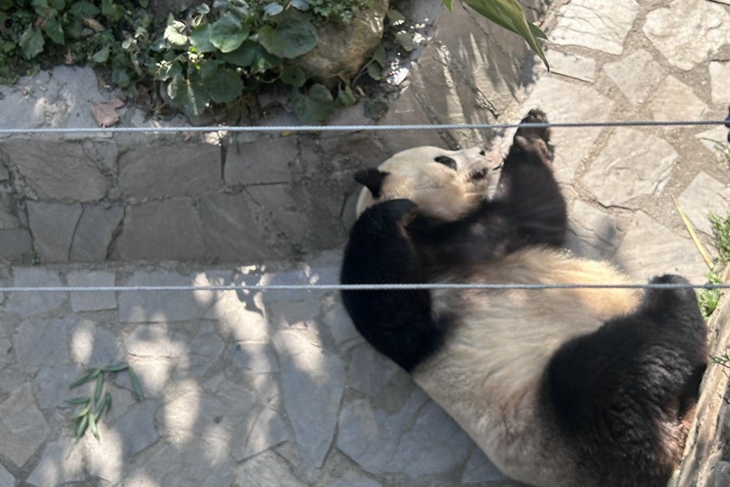 Giant panda Tai Shan asleep in his habitat in China.
