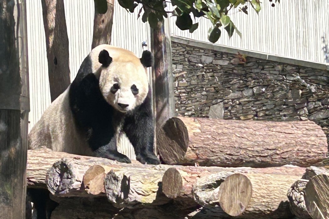Giant panda Bao Bao in China.