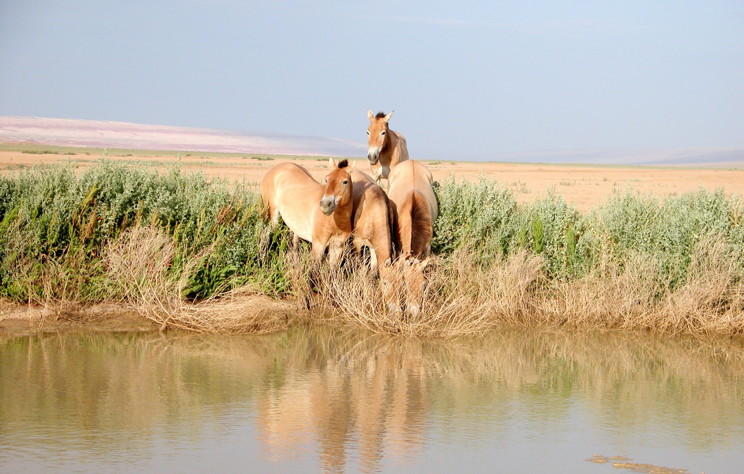 Photo of four Przewalski's horses at a riverbank. Two of the horses are drinking from the river, while two watch the photographer.
