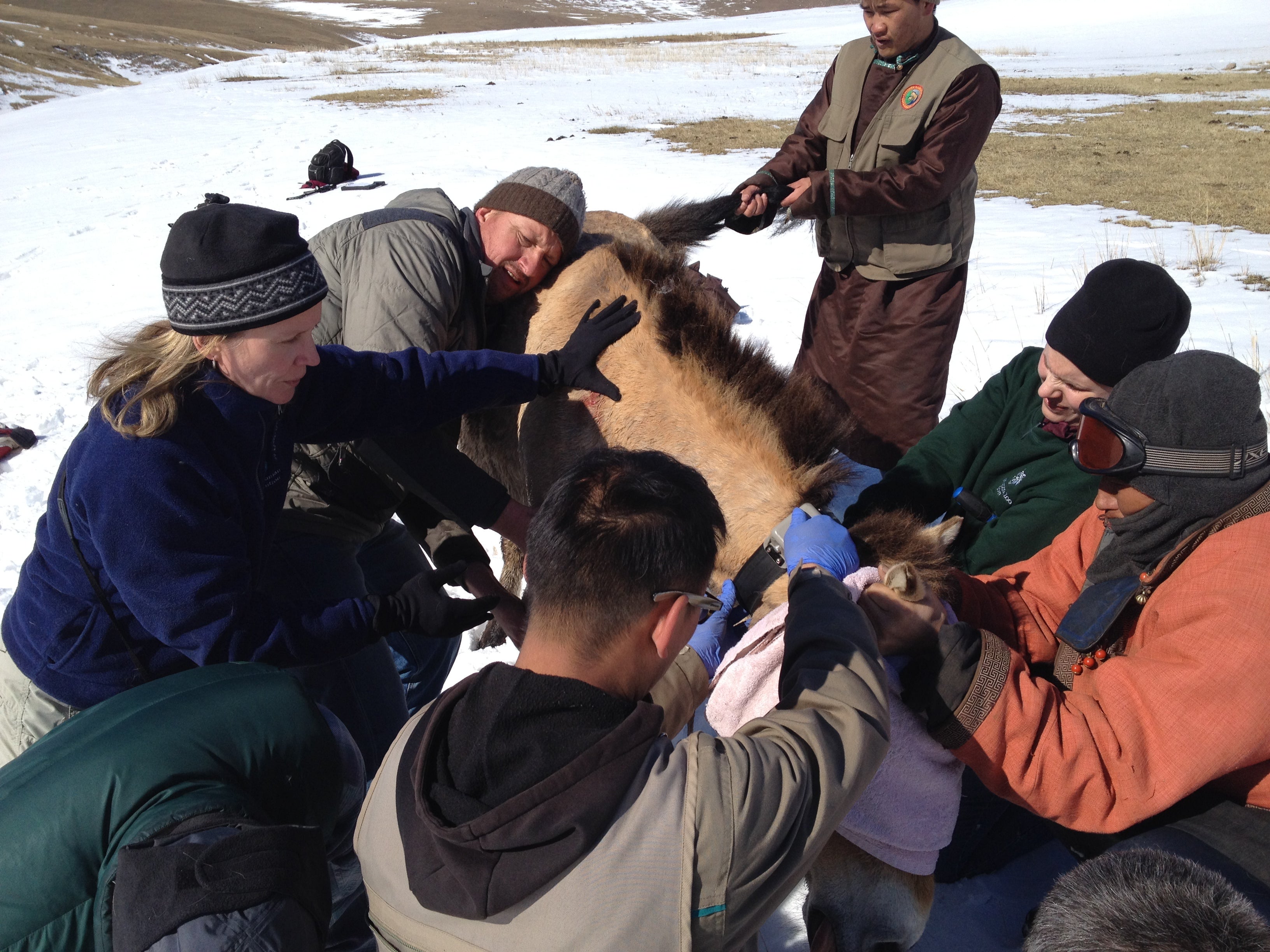 A photo of a group of scientists and park staff collaring a wild Przewalski's horse in Hustai National Park in Mongolia. Mel Songer is on the lefthand side of the image.
