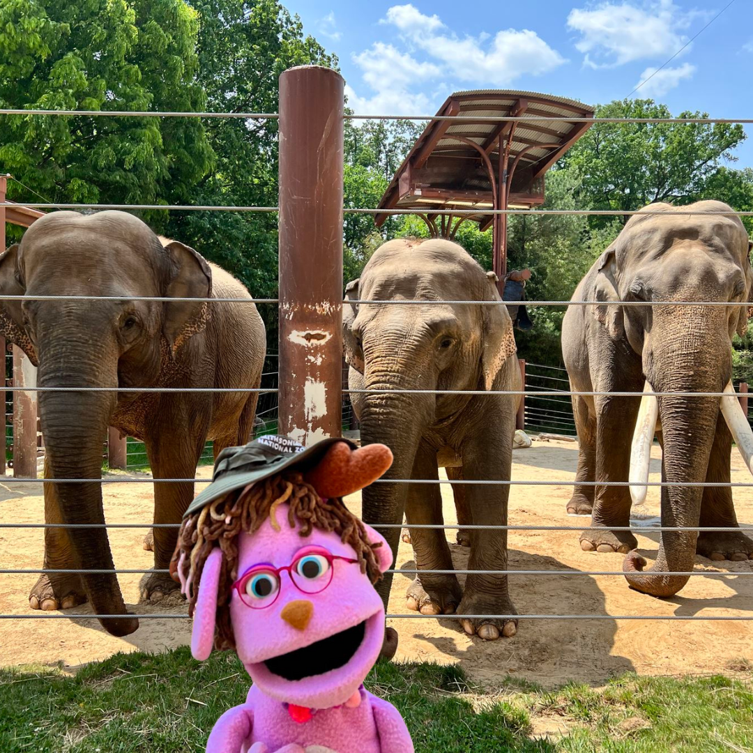 pinky puppet with elephants