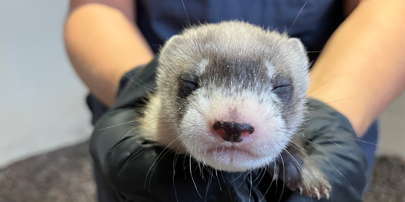 Closeup of a one-month-old baby black footed ferret. Its eyes are closed and it has pale fur.