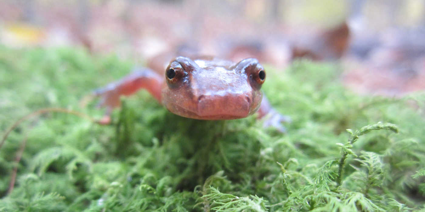 A close-up, head-on photo of a salamander resting on a bed of moss.
