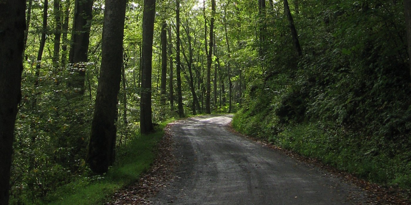 An image of a gravel road path cutting through dense green trees. Bits of sunlight are peeking through the foliage.