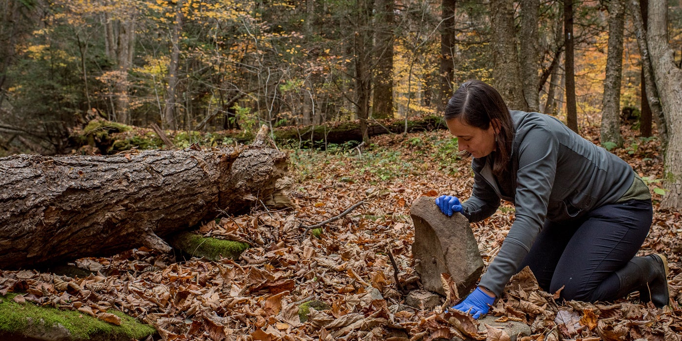 A female scientist with long brown hair searches in a forest for salamanders. She is kneeling and flipping a rock with her gloved hands.