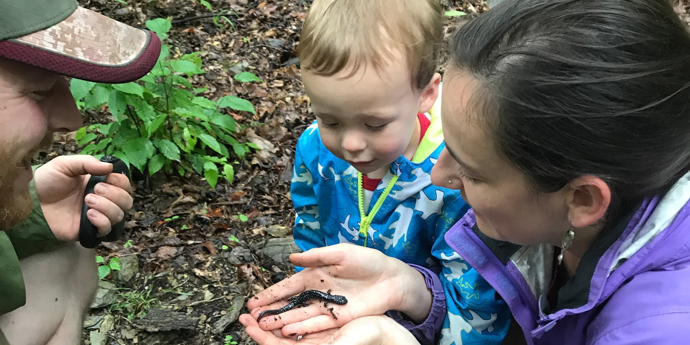 A small child and a man wearing a baseball cap and a beard join Carly as she admires a salamander being held in her hands.