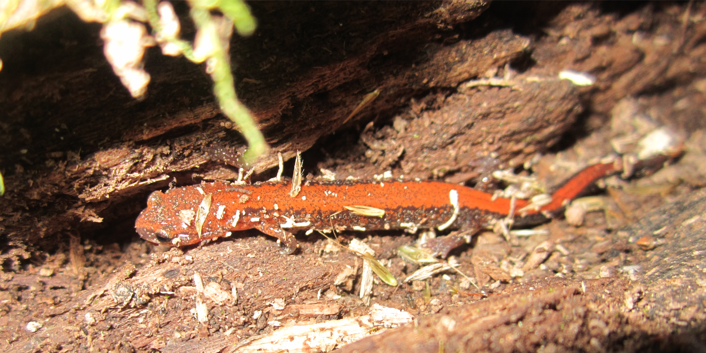A close-up photo of an orange salamander resting in a decaying log.