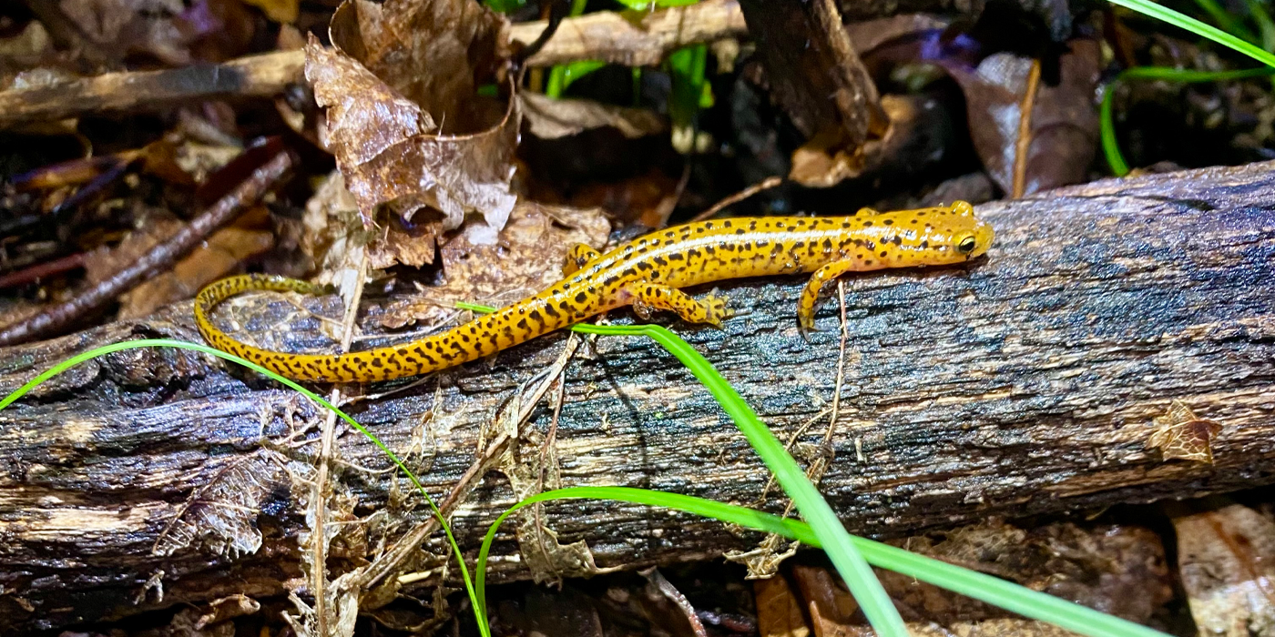 A yellow salamander with dark spots along its entire body rests on a fallen tree branch.