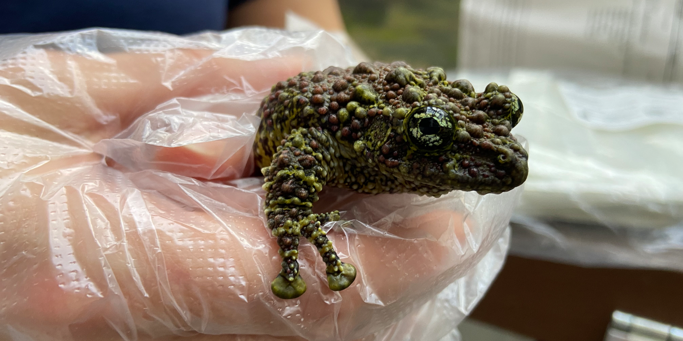 Closeup of a green frog with bumps all over its back. The frog is being held by a gloved hand.