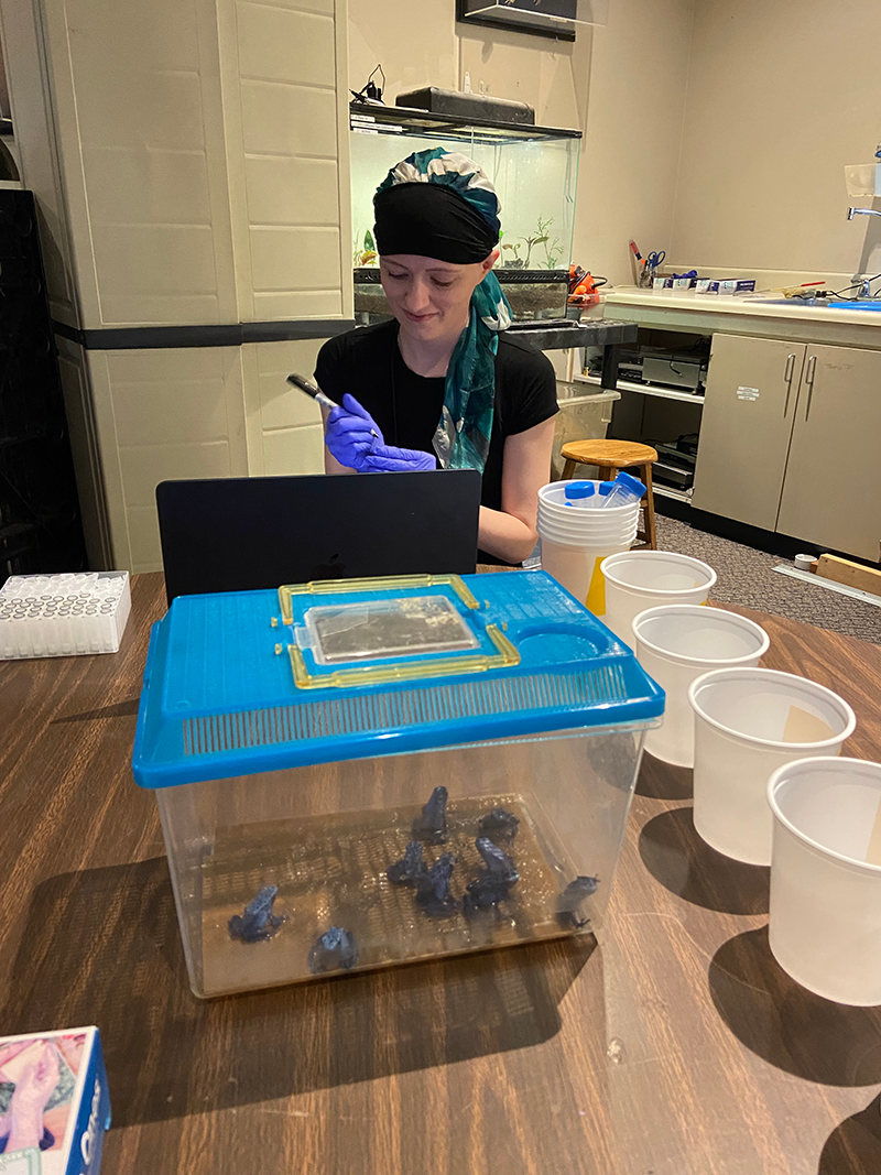 Smithsonian intern Lindsey Gentry takes notes behind a small tank filled with eight tiny blue frogs.